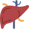 liver